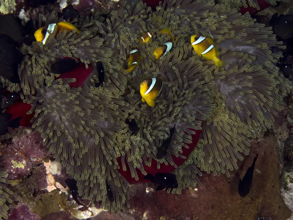 Tov, Ben Ilan: Red Sea Anemone
