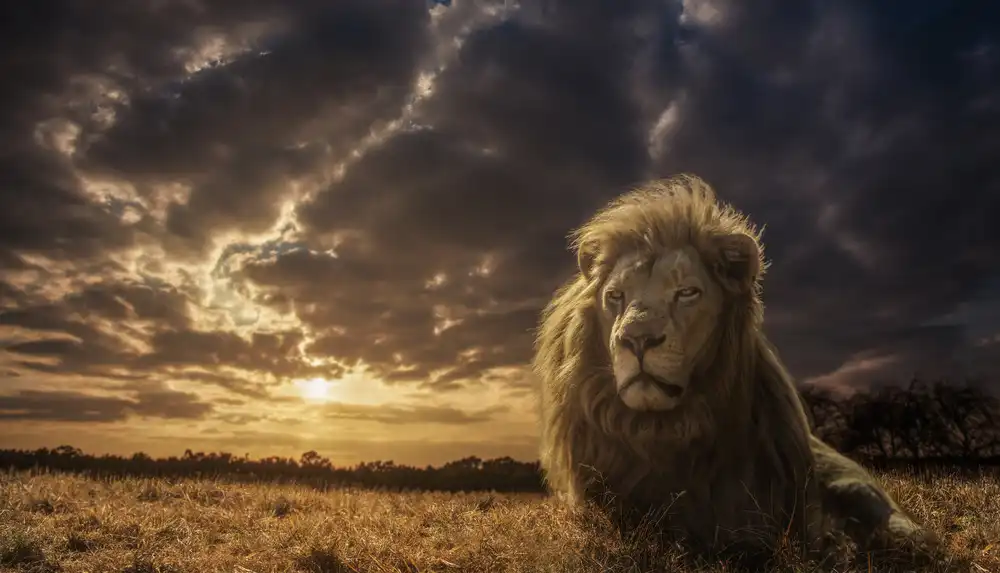 Carvalho, Jackson: Abenteuer in Savannah – Der König der Löwen