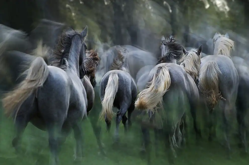 Malovrh, Milan: in the gallop