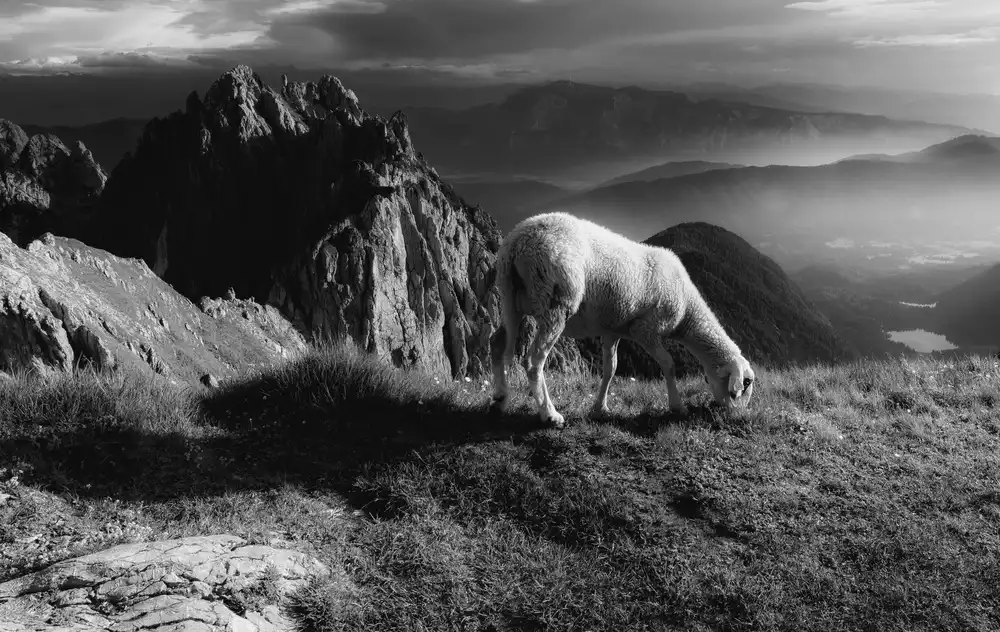 Krivec, Ales: Sheep in the mountains