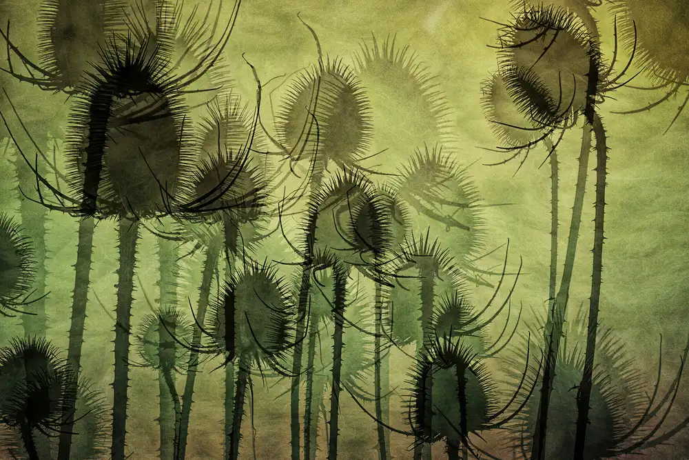 Talen, Nel: Divoký Teasel