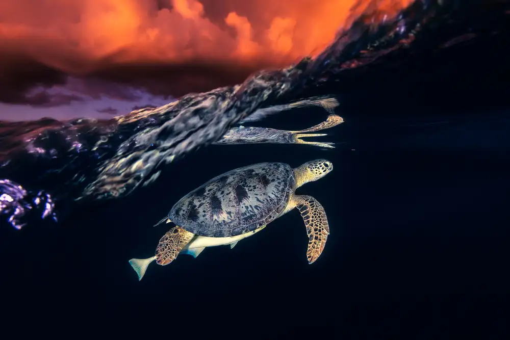 Gabriel, Barathieu: Tortue verte et coucher de soleil - Tortue de mer