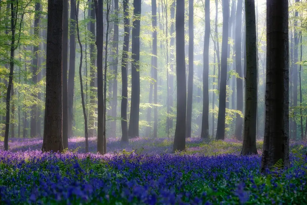 Popan, Adrian: Bluebells
