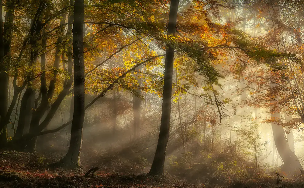 Osuna, Fran: The lights of the forest