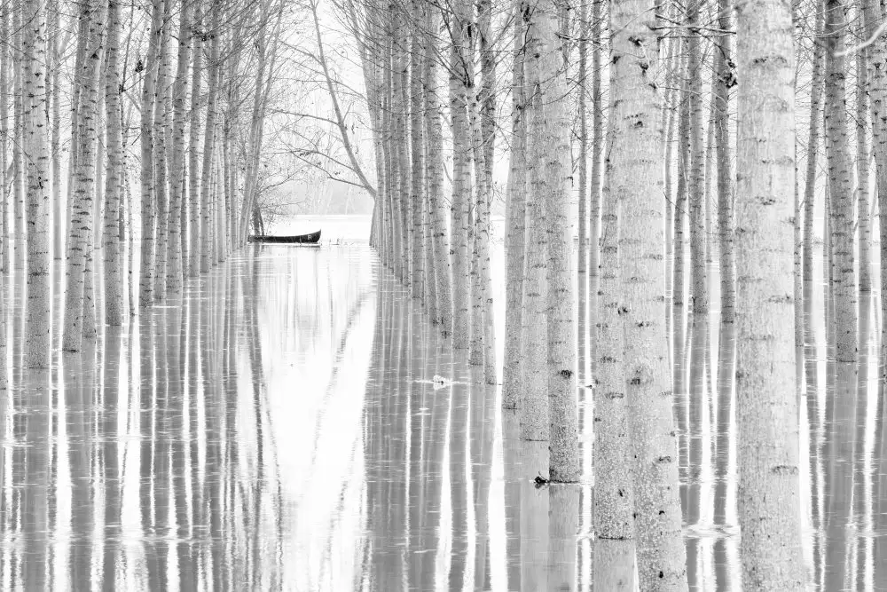 Simone, Aglioni: Free movement