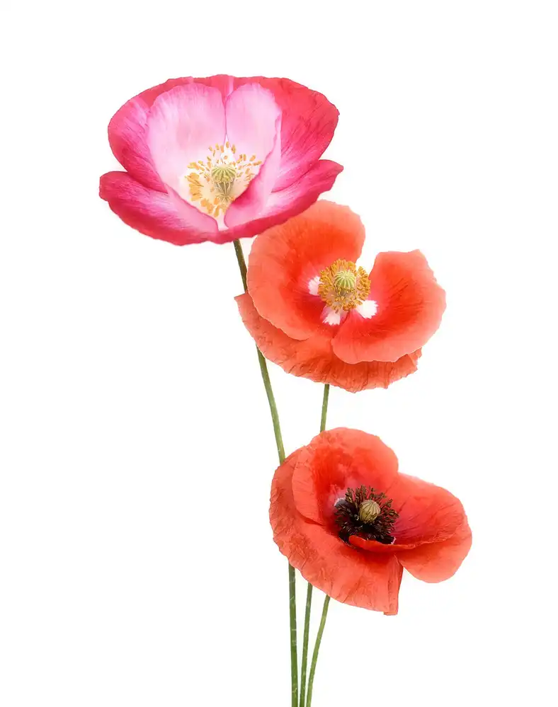 Grønkjær, Lotte: Coquelicots colorés