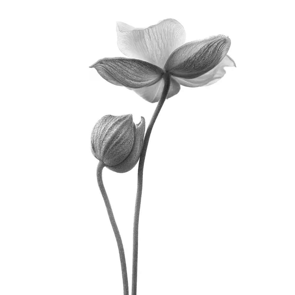 Grønkjær, Lotte: A little touch - monochrome