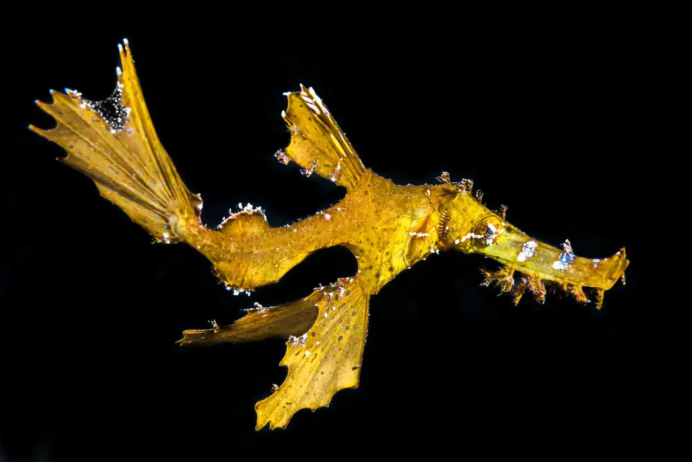 Gabriel, Barathieu: Delicate ghost pipefish