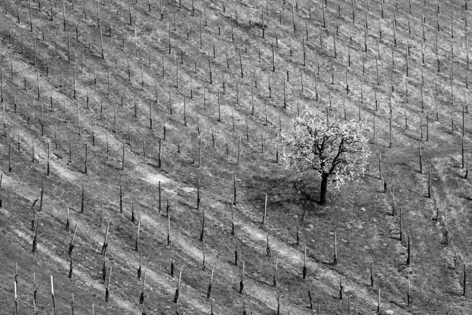 Kravanja, Jure: Promise of Spring