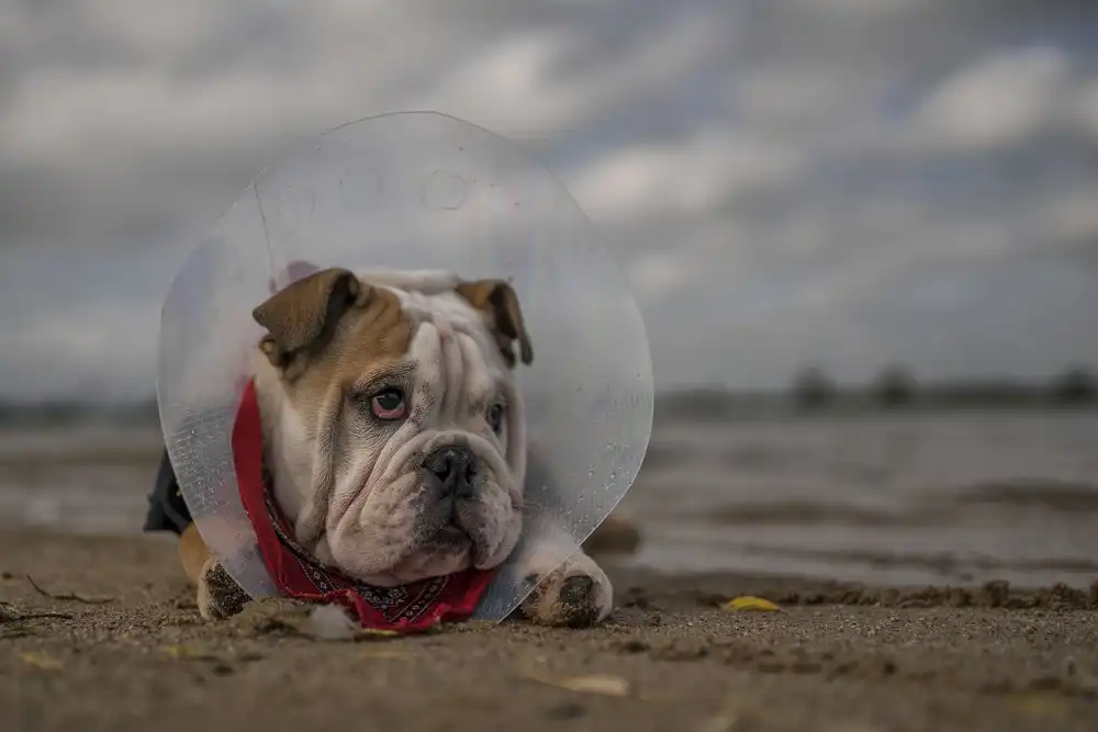 Bosch, den Gert: Il veterinario mi ha regalato questo collare...e non ne sono contenta!