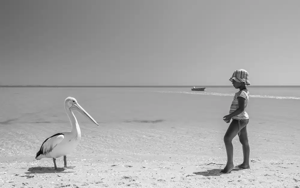 Gispert, Salgado Gloria: Mekdi and the pelican