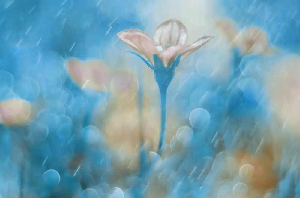 Devos, Delphine: Singing in the Rain