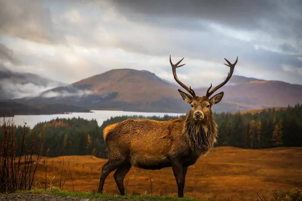Popan, Adrian: Scottish Stag