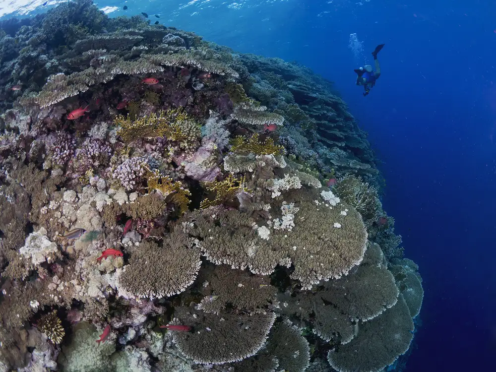 Tov, Ben Ilan: Big Brother Reefscape