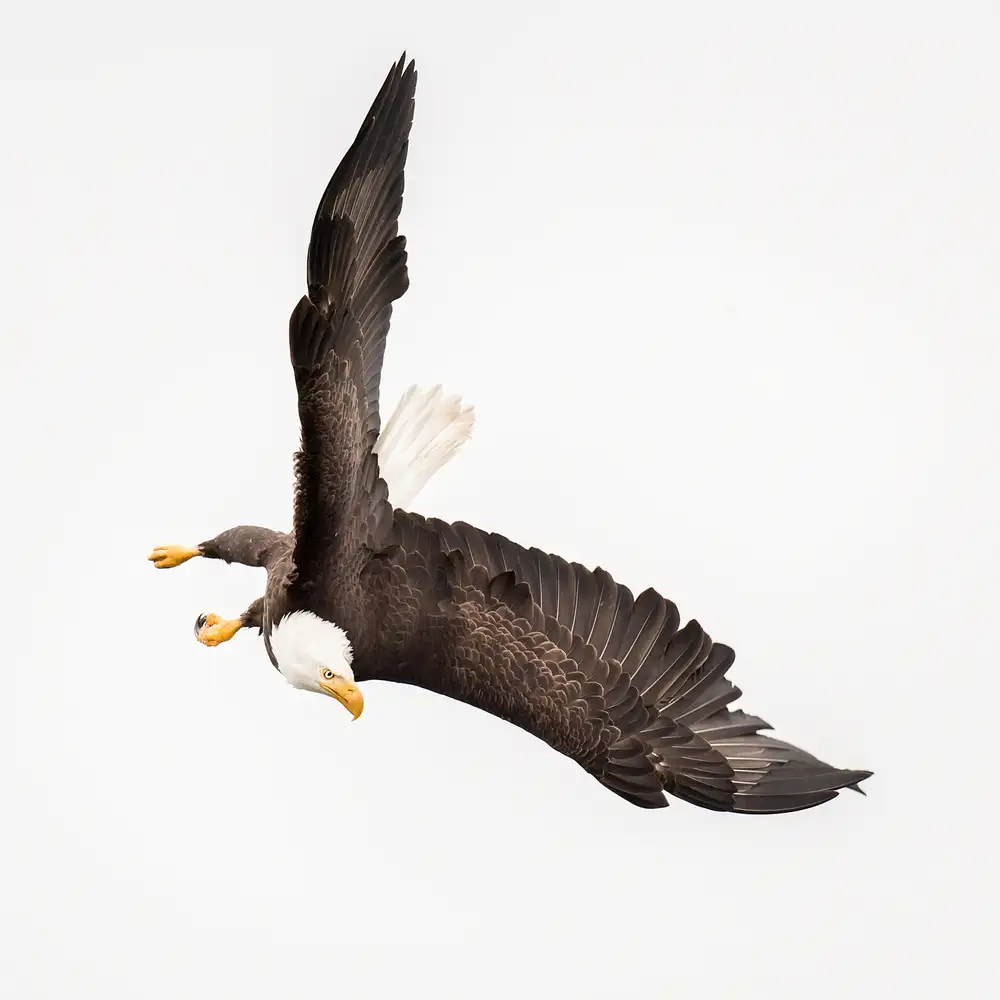 Yang, H David: Swooping #2