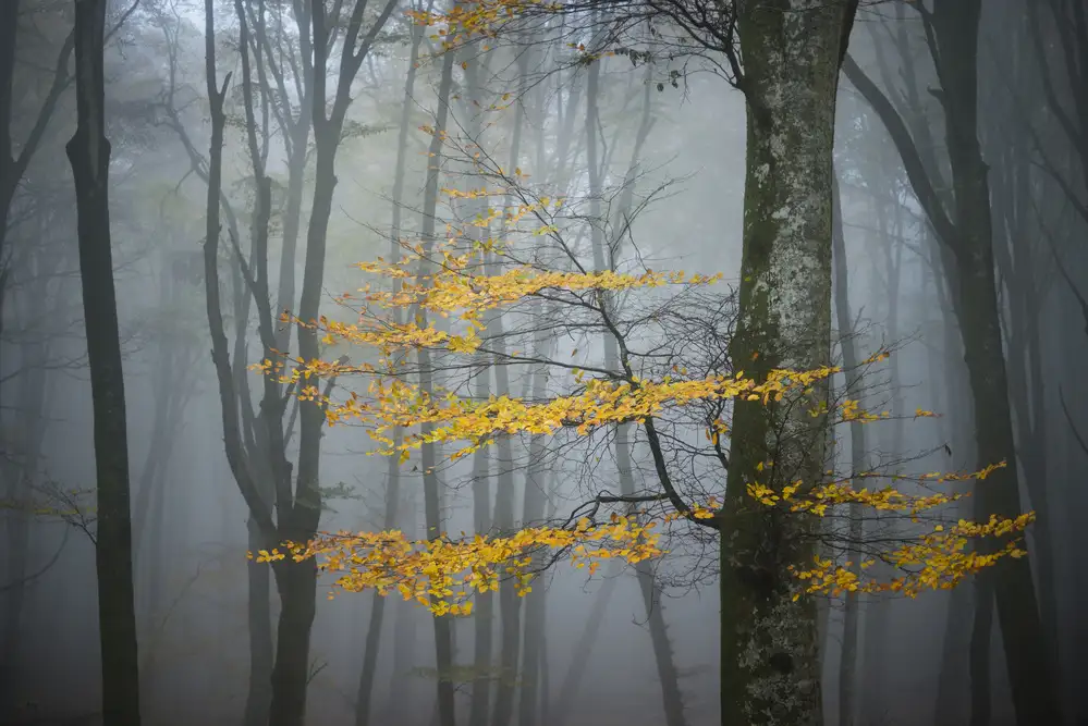 Zocchi, Alessandro: Beech Forest in Autumn