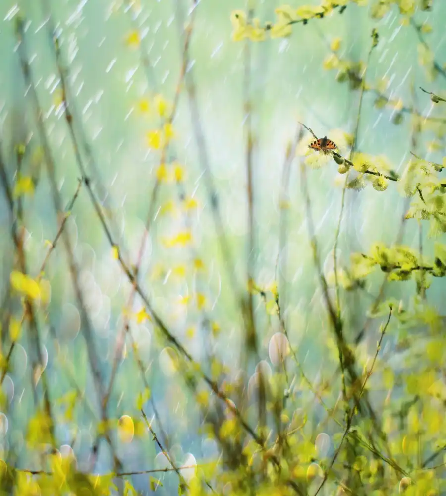 Devos, Delphine: Graceful In Bud