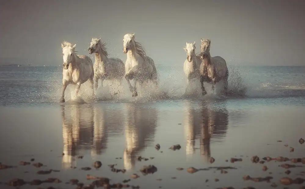 Anton, Rostovskiy: Camargue Horses