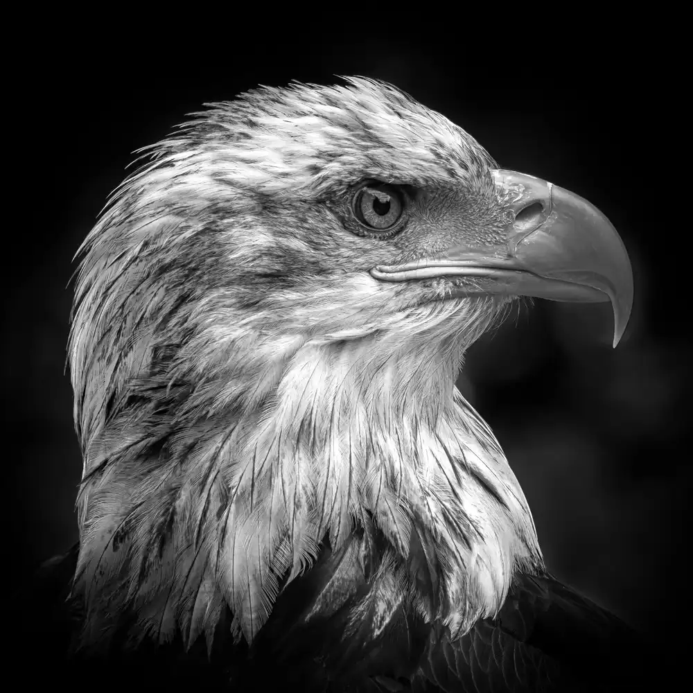 Pfeiffer, Peter: Majestueux