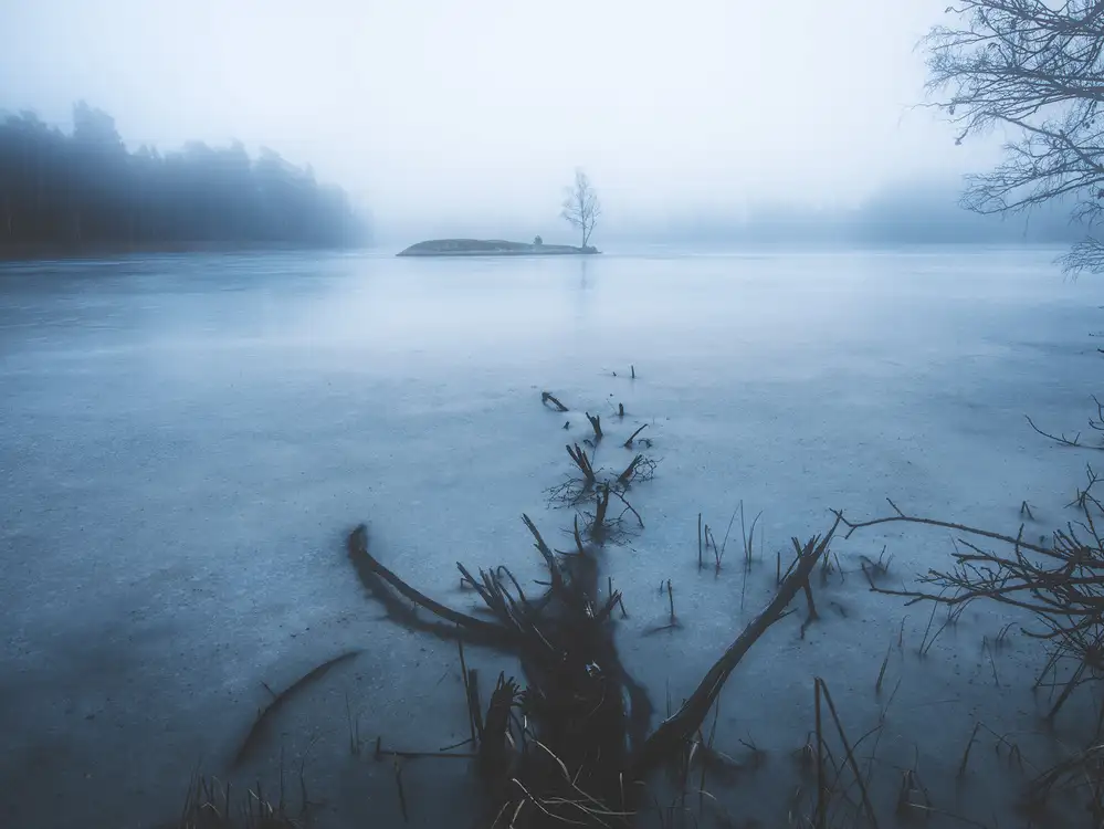 Lindsten, Christian: Dead tree vs alive tree
