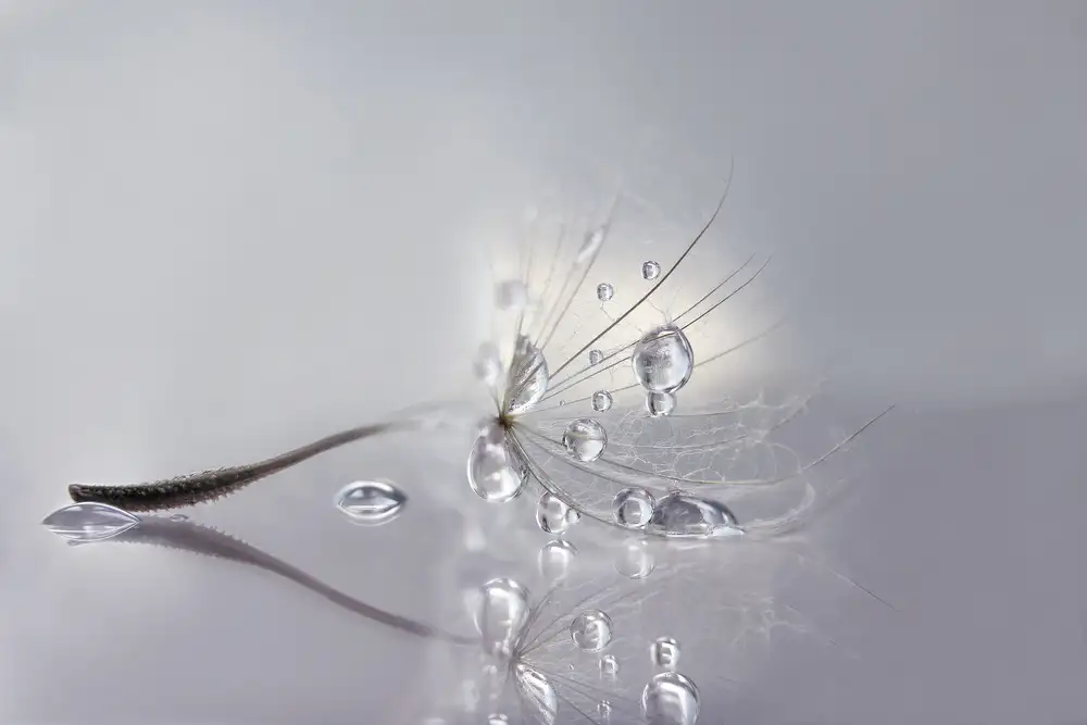 Barbieri, Rina: Silver
