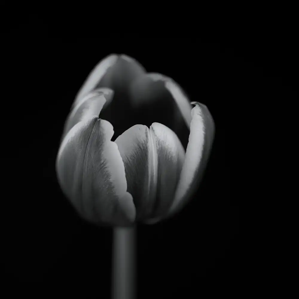 Grønkjær, Lotte: Tulip in mono