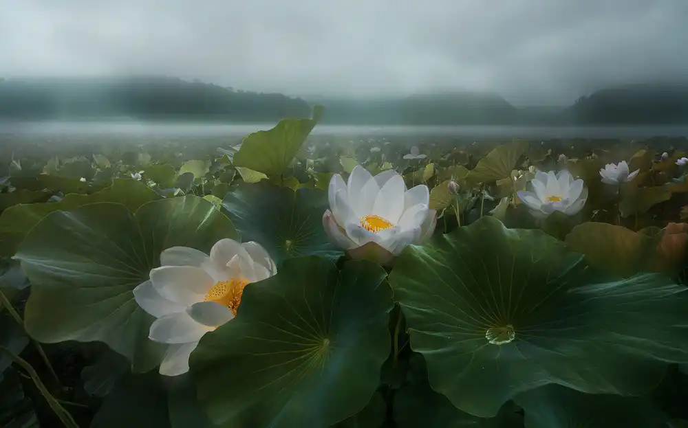 Shanyewuyu: The morning rain