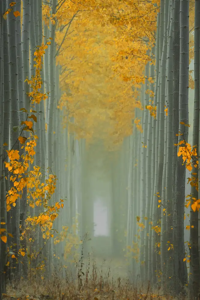 Jacobs, Lydia: Misty Autumn Path