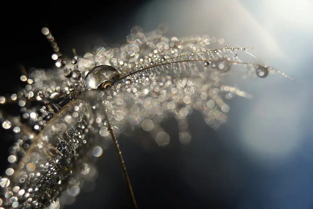 Westum, Heidi: Reflection explotion