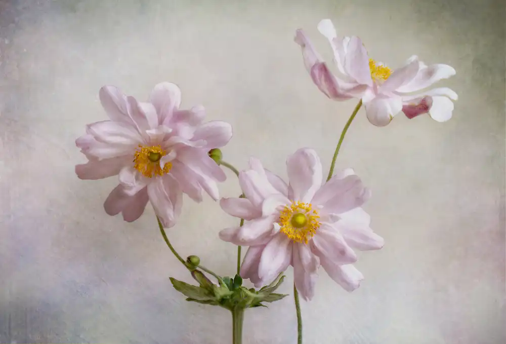 Disher, Mandy: Anemones