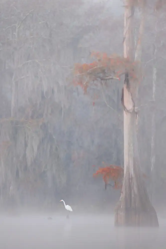 Marchegiani, Roberto: aigrette