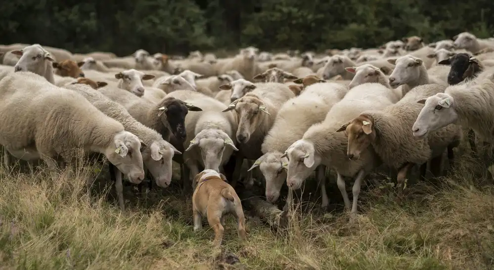 Bosch, den Gert: Ok! Everybody listen up!