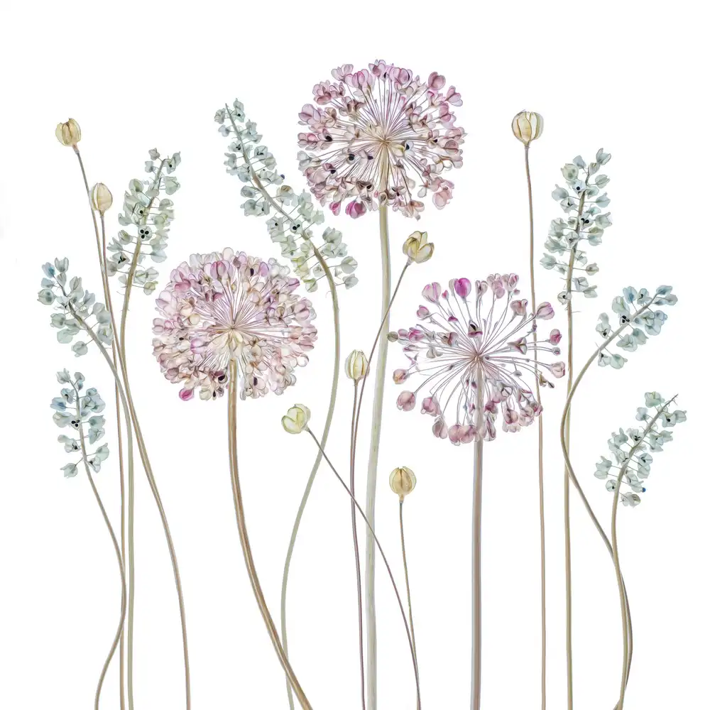 Disher, Mandy: Allium