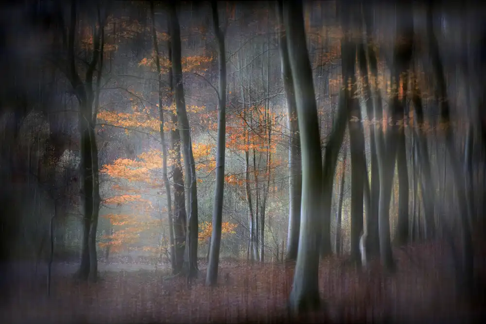 Romaggi, Michel: Enchanted forest