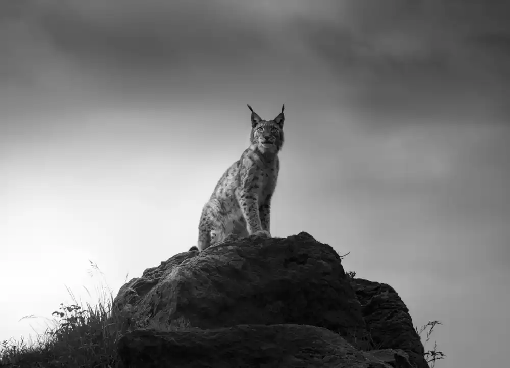 Ruiz, Saavedra Sergio: Lynx drama.