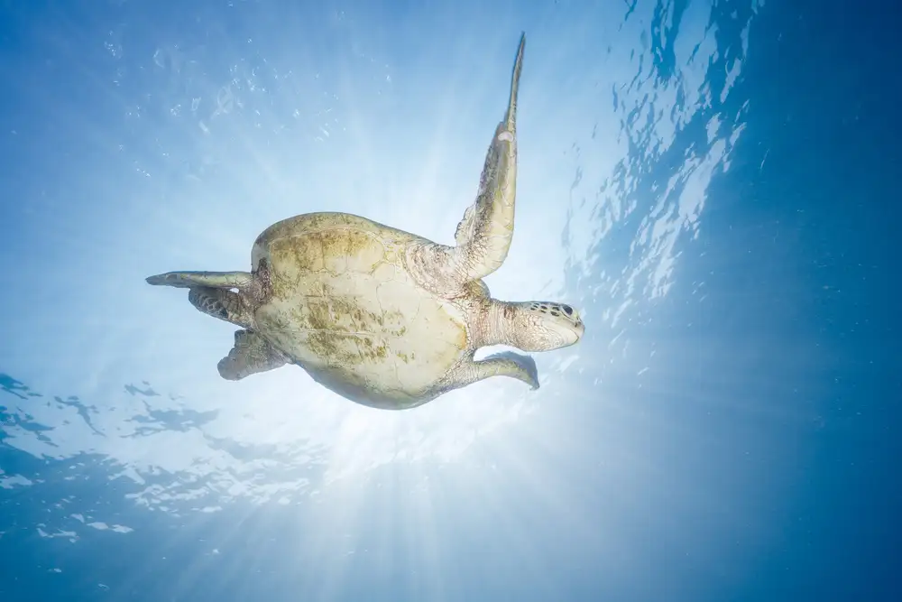 Gabriel, Barathieu: Tortue de mer - Tortue verte