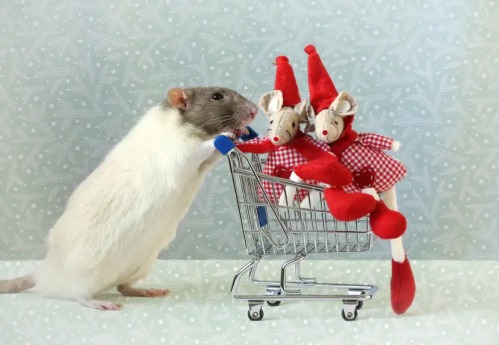 Deelen, van Ellen: Christmas shopping