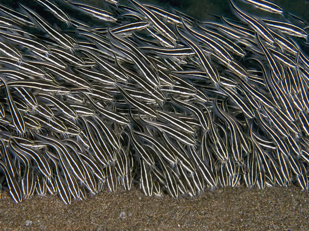 Tov, Ben Ilan: Striped Eel Catfish