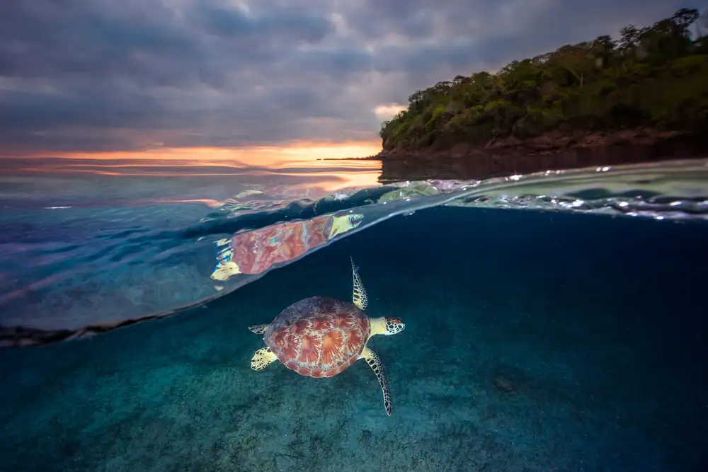 Gabriel, Barathieu: Tortue verte avec coucher de soleil