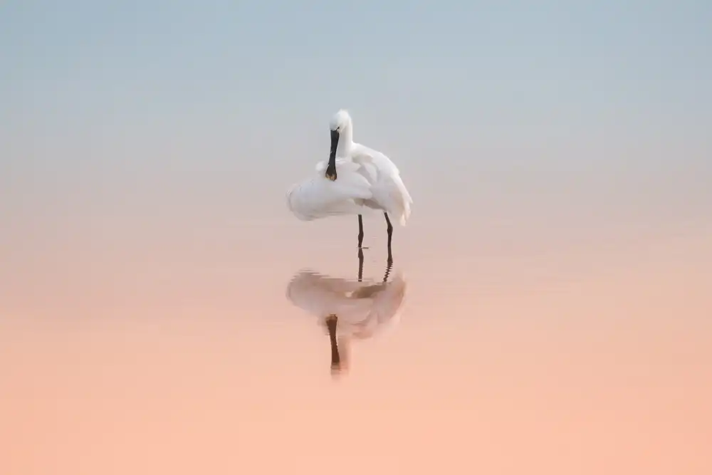 Rublina, Natalia: Spoonbill in the sunrise light