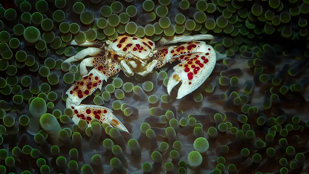 Lackner, Walter: porcelain crab