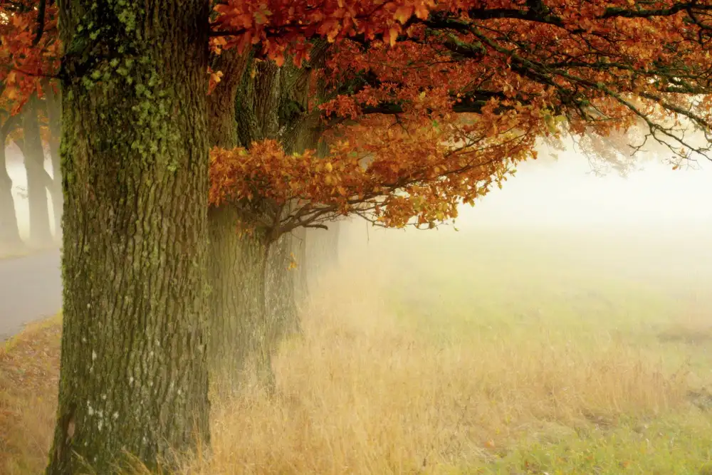 Sillèn, Christina: Autumn fog