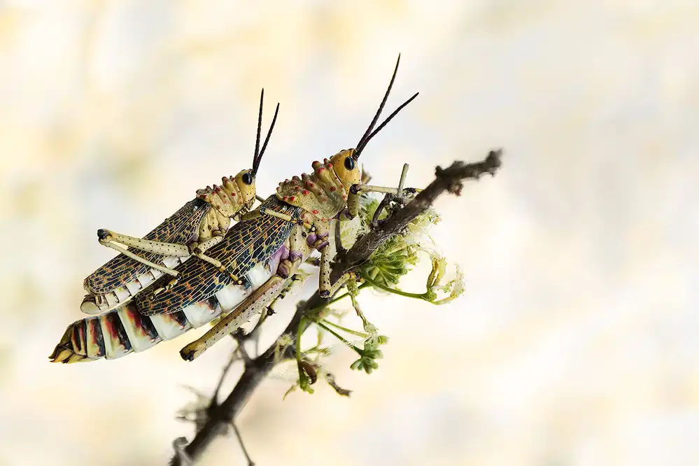 Michiels, Bart: grasshoppers mating