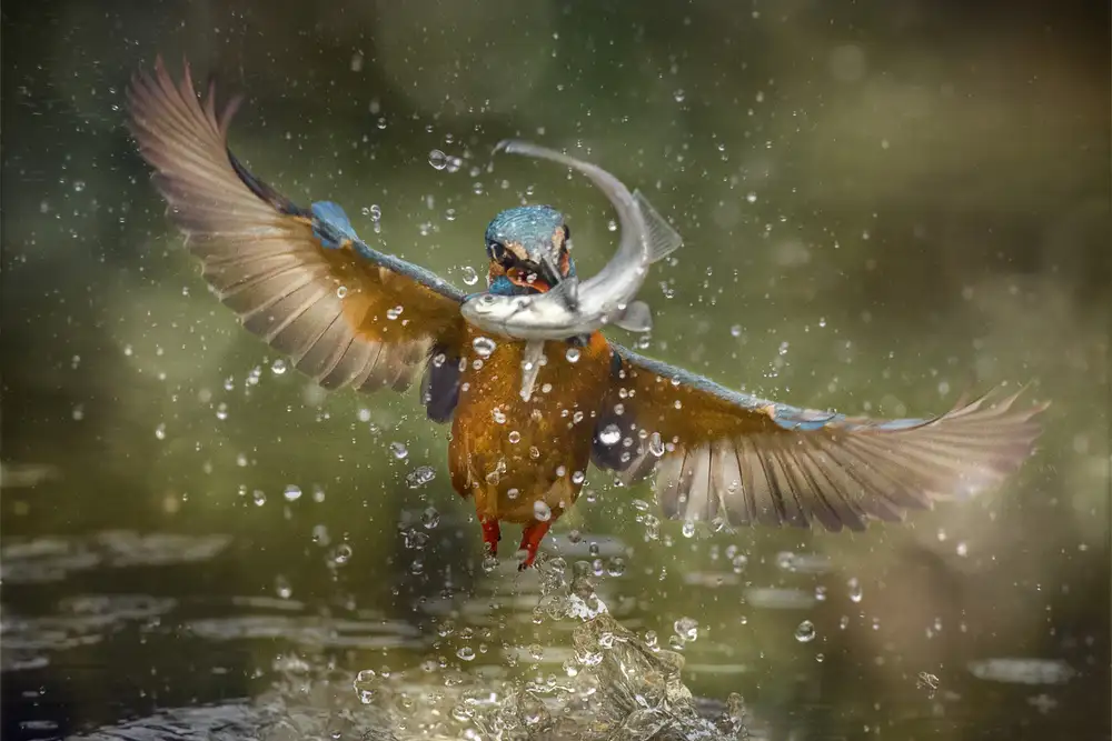 Panizza, Ghizzi Alberto: kingfisher