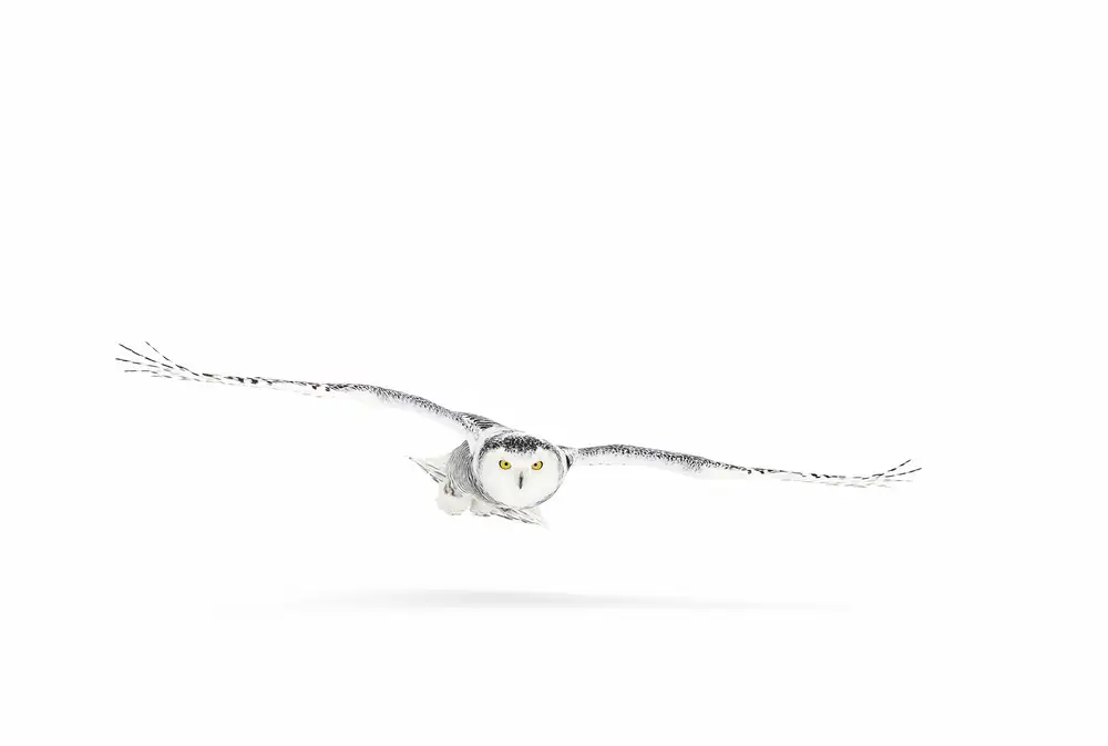 Cumming, Jim: Snowy owl on the hunt