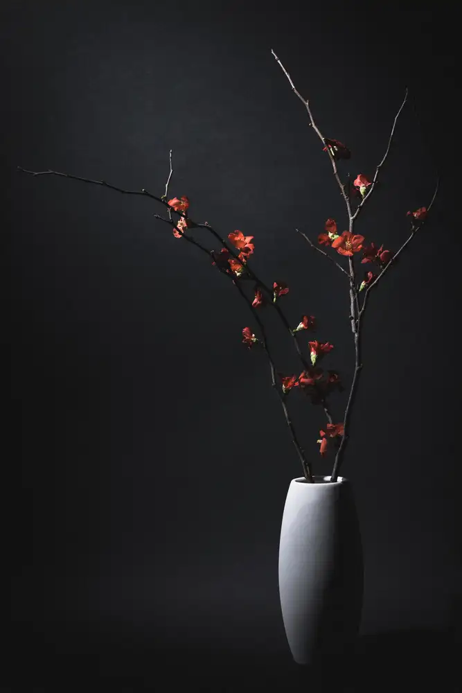 Kiyota, Daisuke: a Japanese quince
