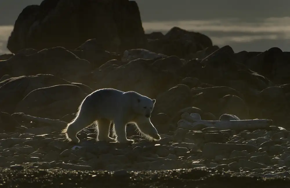 Pelissier, Marc: Golden bear