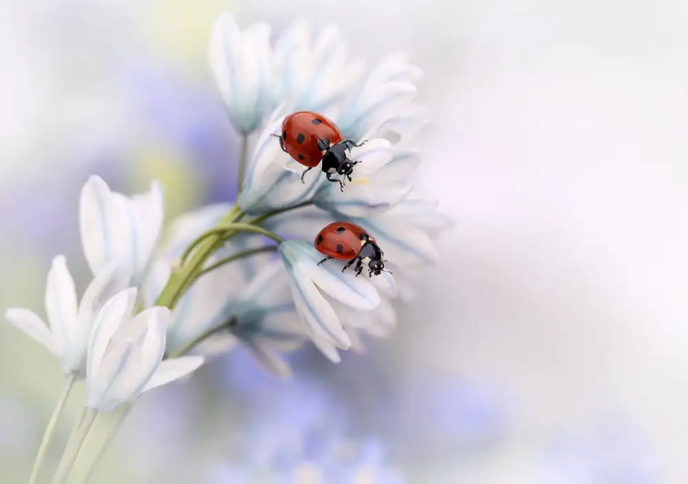 Deelen, van Ellen: Ladybirds