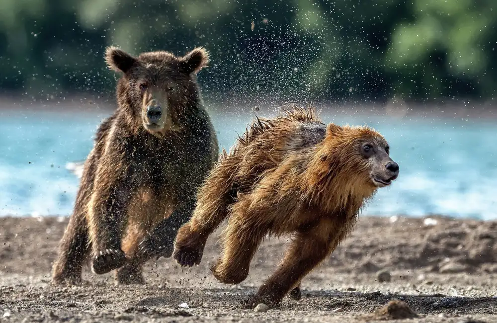 DAmico, Giuseppe: The escape