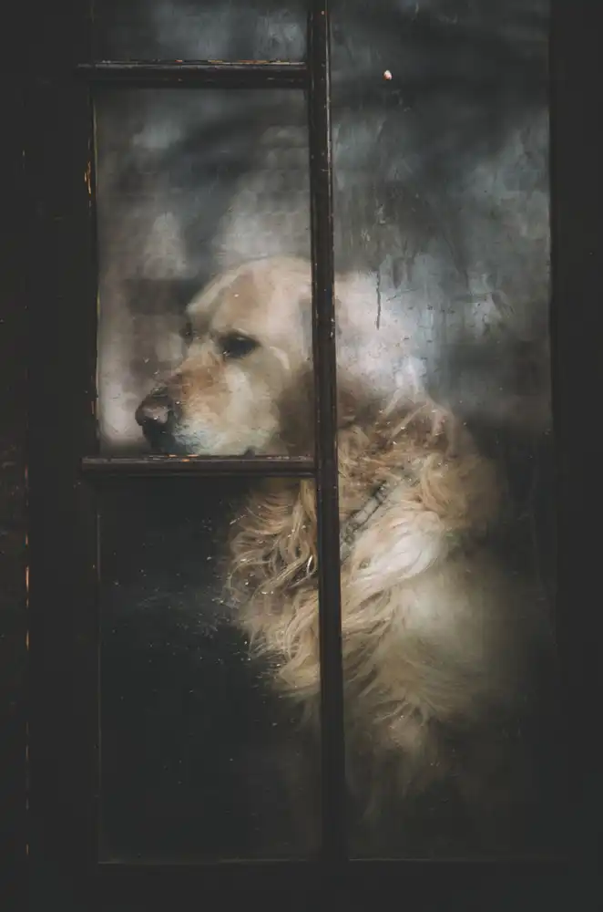 Jovanovic, Koki: sadness
